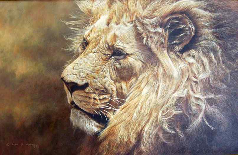 Lion Meir2